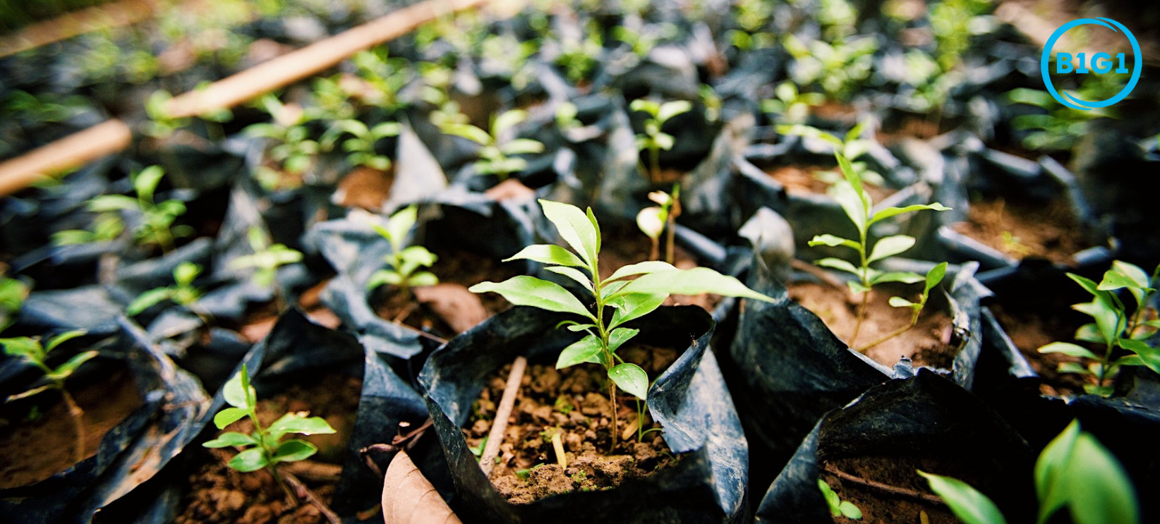 Tree saplings, planted by the NGO B1G1, growing in their individual pots